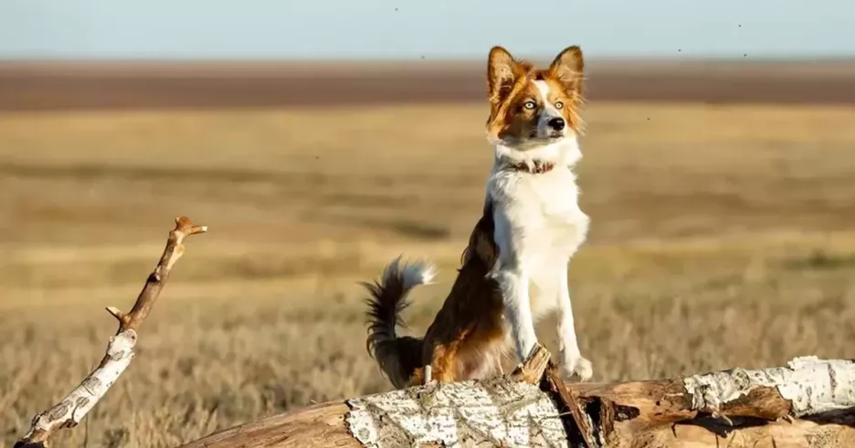 фото для статьи Стрелка станет главной героиней семейного приключенческого фильма «Моя собака – космонавт»